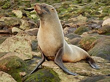 SAFS adult female SAFS Falklands.jpg