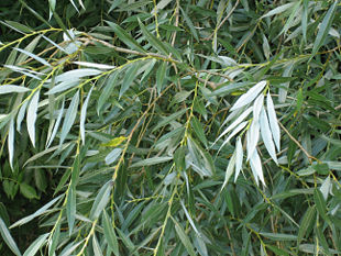 Hvidpil (Salix alba) i sorten 'Sericea'.