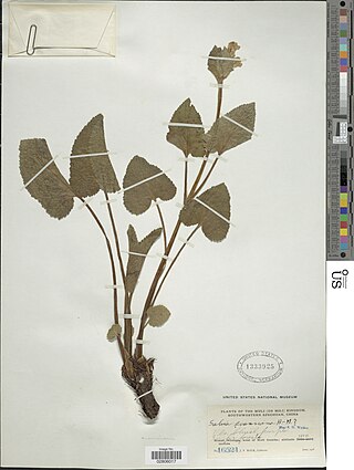 <i>Salvia evansiana</i> Species of flowering plant
