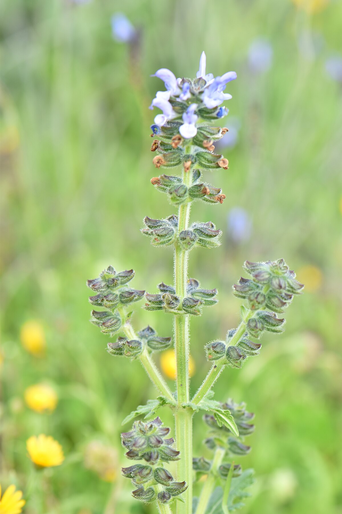 Шалфей Salvia Bumbleberry