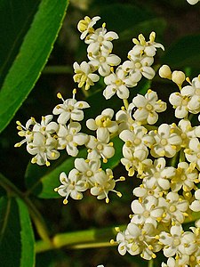 Sambucus canadensis Flowers