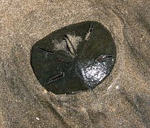 Pasir Dollar.jpg