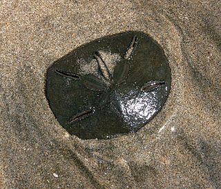 Keyhole sand dollar