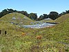 Green roof, California Academy of Sciences