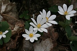 Sanguinaria canadensis 009.jpg