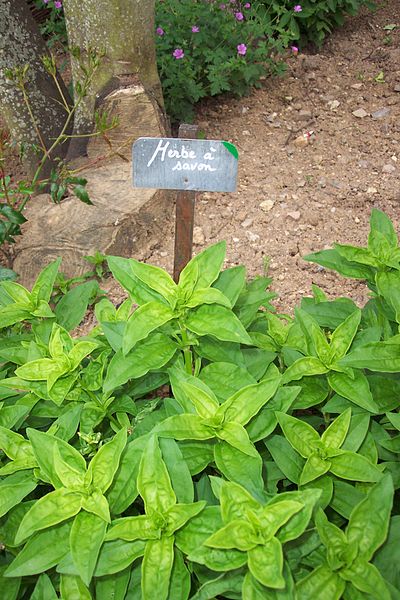 File:Saponaire officinale (2)aa.jpg