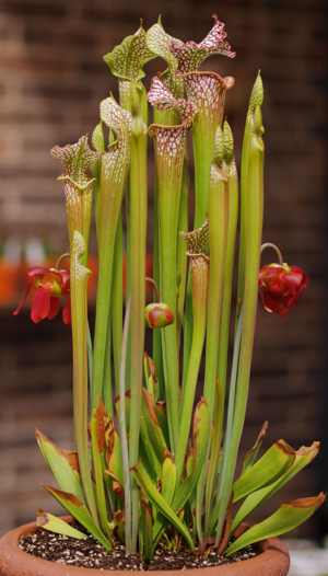 Sarracenia-leucophylla wikimedia-org.png