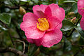 Camellia sasanqua