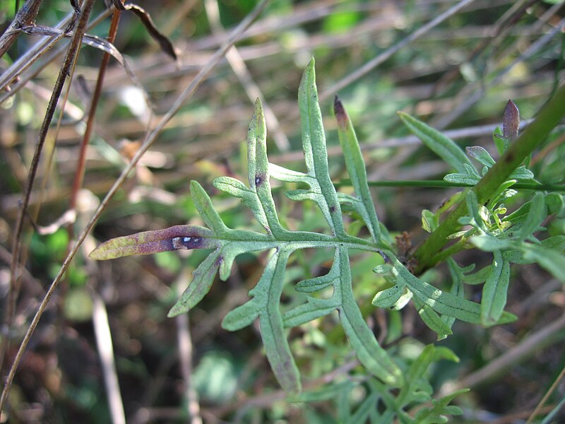 File:Scabiosa ochroleuca leaf.jpg