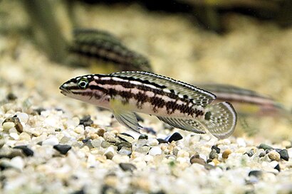 Lamprologini (Е): Julidochromis marlieri је популаран у акваријумском послу где су чланови овог рода познати као „Јулијуси”[49]