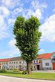 Deutsch: Baum einer naturgeschützten Baumgruppe in Schweiggers {{   This media shows the natural monument in Lower Austria with the ID ZT-051 (Baumgruppe in Schweiggers). (commons, de)