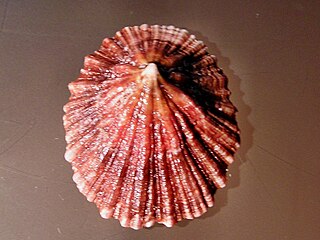 <i>Scutellastra tabularis</i> Species of gastropod