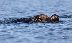 Sea otters playing.jpg
