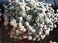 Sedum spathulifolium 'Cape Blanco'