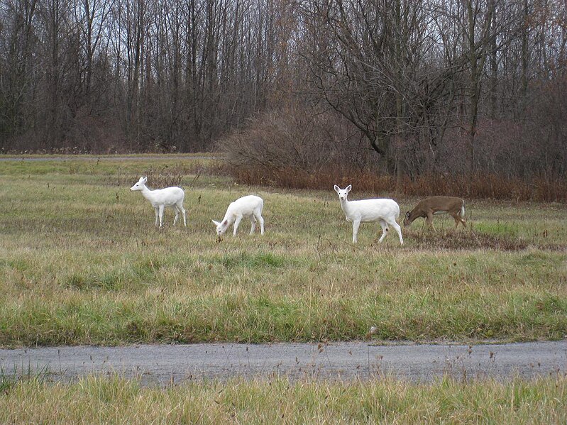 File:Seneca White Deer On Army Depot Grounds 1.JPG