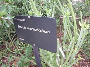 Descrizione dell'immagine Senecio anteuphorbium 1.jpg.