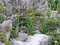 Senecio doronicum, vista general