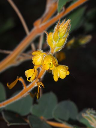 <i>Senna notabilis</i> Species of plant