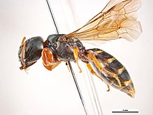 Sericogaster fasciata f.jpg