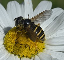 Sericomyia chalcopyga P1290102b.jpg