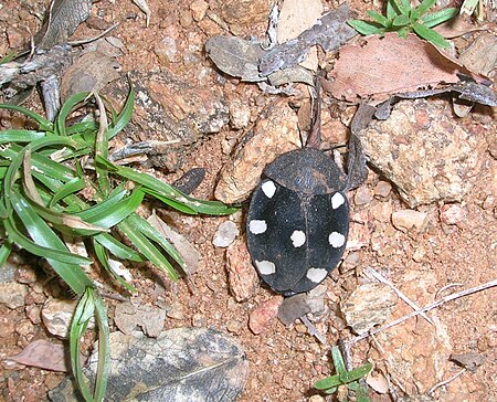 Females have shorter antennae