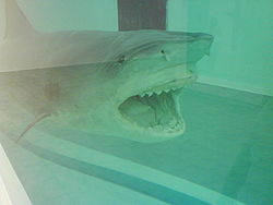 Shark84.JPG
