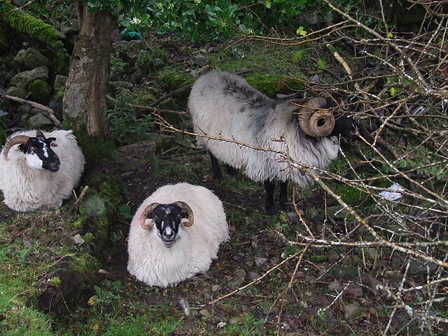 Sheep in a paddock by the Great Western Greenway near Mulranny. November 2014
