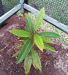 Sideroxylon grandiflorum - Mauritian endemic tree.jpg