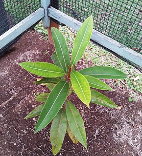 <i>Sideroxylon grandiflorum</i> species of plant