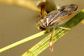 Sigara scotti, a species of water boatman found mostly in the west of Ireland. Sigara.scotti.-.lindsey.jpg