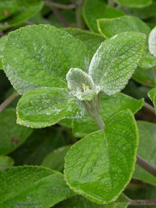Silver spurflower Plectranthus argentatus Leaves 2448px