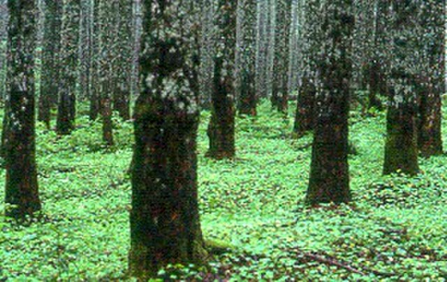 A plantation of Douglas-fir in Washington, U.S.