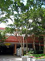 1987年署理港督鍾逸傑爵士種植的樹木。