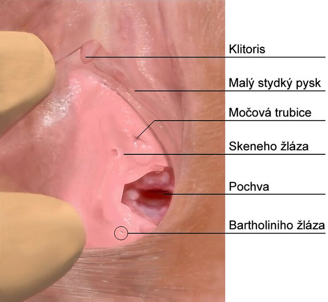 File:Skenes gland CZ.jpg