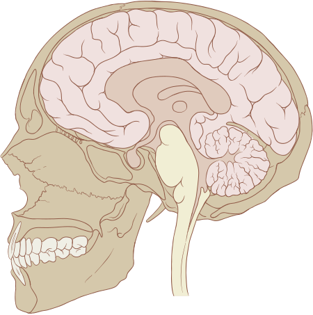 ไฟล์:Skull_and_brain_sagittal.svg