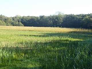 <span class="mw-page-title-main">Smallburgh Fen</span> Protected area in Norfolk, England