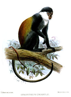 조셉 스미트가 그린 로이스트원숭이의 삽화.