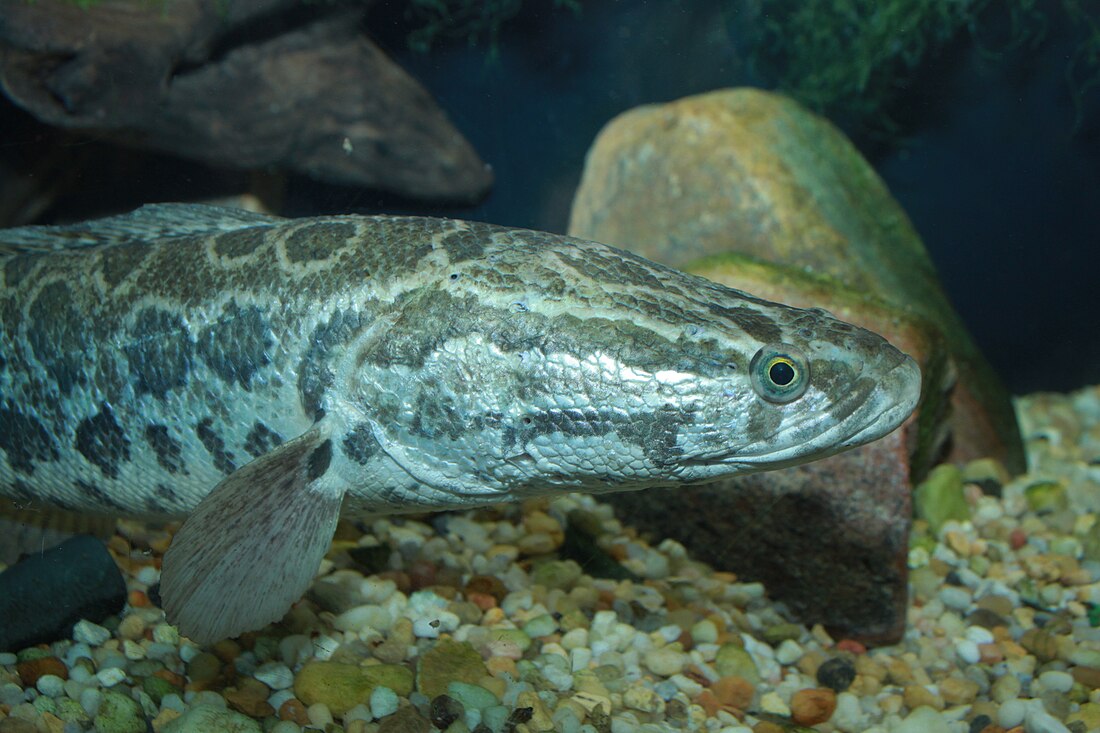 Snakehead (fish)