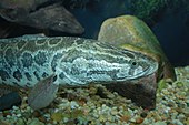 Northern snakehead Snakehead - Channa argus 2.jpg