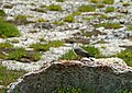 Snow Pigeon (Columba leuconota) (23465826639).jpg