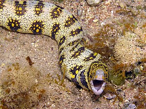 Snowflake Moray.jpg