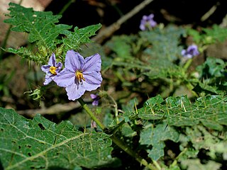 <i>Solanum ditrichum</i> Species of flowering plant