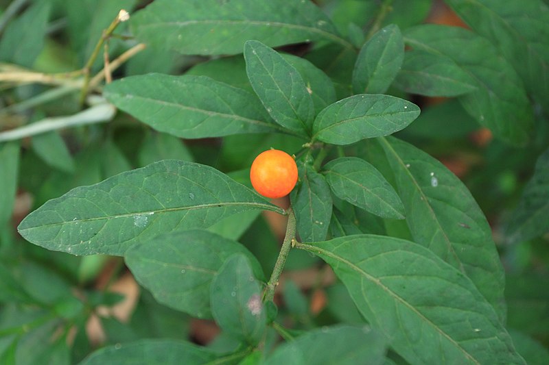 File:Solanum pseudocapsicum in Wuyishan Chengcun 2012.08.24 08-35-56.jpg