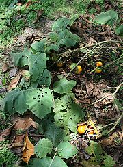 Solanum sessiliflorum 2.jpg