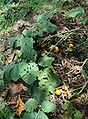 Pied de Solanum sessiliflorum et ses fruits.