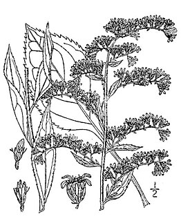 <i>Solidago arguta</i> Species of flowering plant
