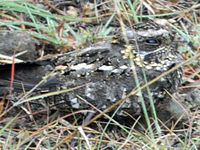 Nightjar, Sombre Caprimulgus fraenatus