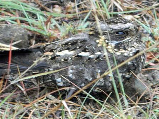 <span class="mw-page-title-main">Sombre nightjar</span> Species of bird