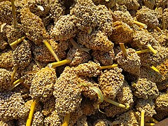 Sorghum in Egypt2.jpg