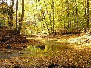 Southern Great Lakes forests Temperate broadleaf and mixed forests ecoregion of Canada and the United States